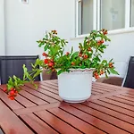 Apartman Gelo Klek