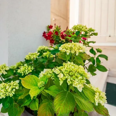 Gelo 아파트 클레크